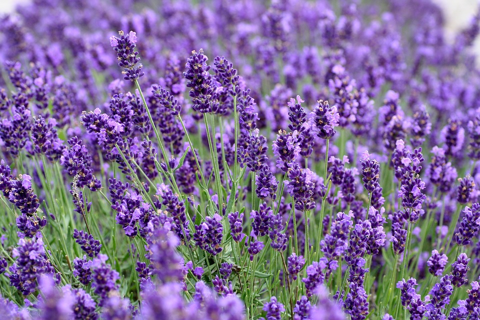 Tổng hợp những hình ảnh đẹp ý nghĩa về hoa oải hương [ Lavender ] 960x640