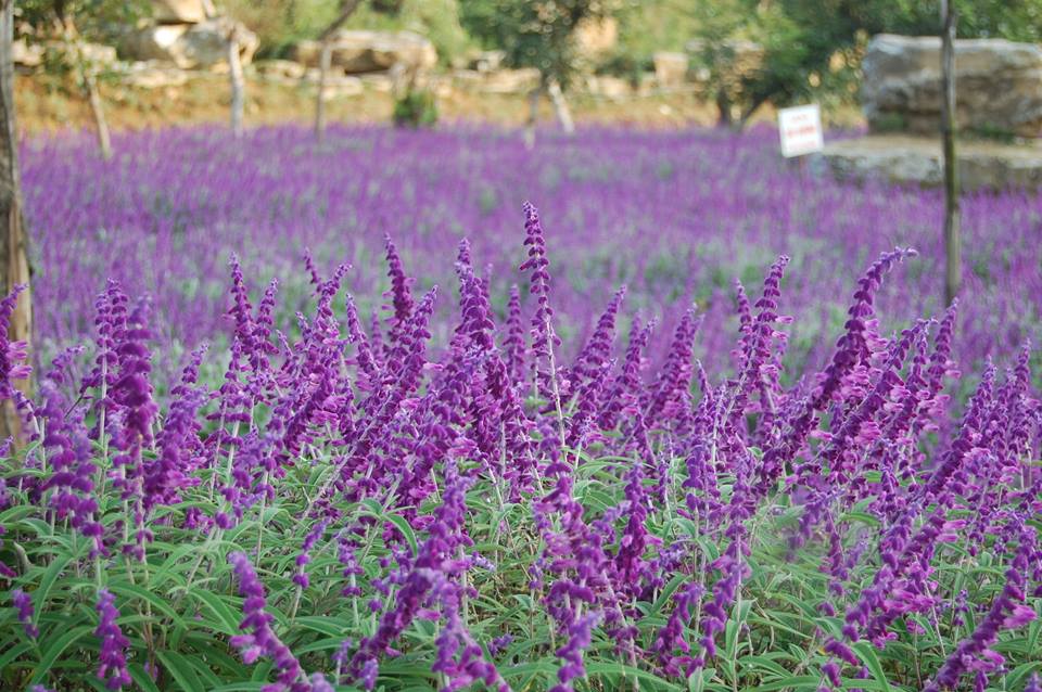 Tổng hợp những hình ảnh đẹp ý nghĩa về hoa oải hương [ Lavender ] 960x638