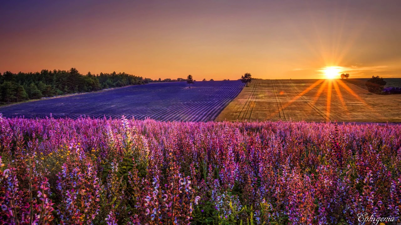 Tổng hợp những hình ảnh đẹp ý nghĩa về hoa oải hương [ Lavender ] 1280x720