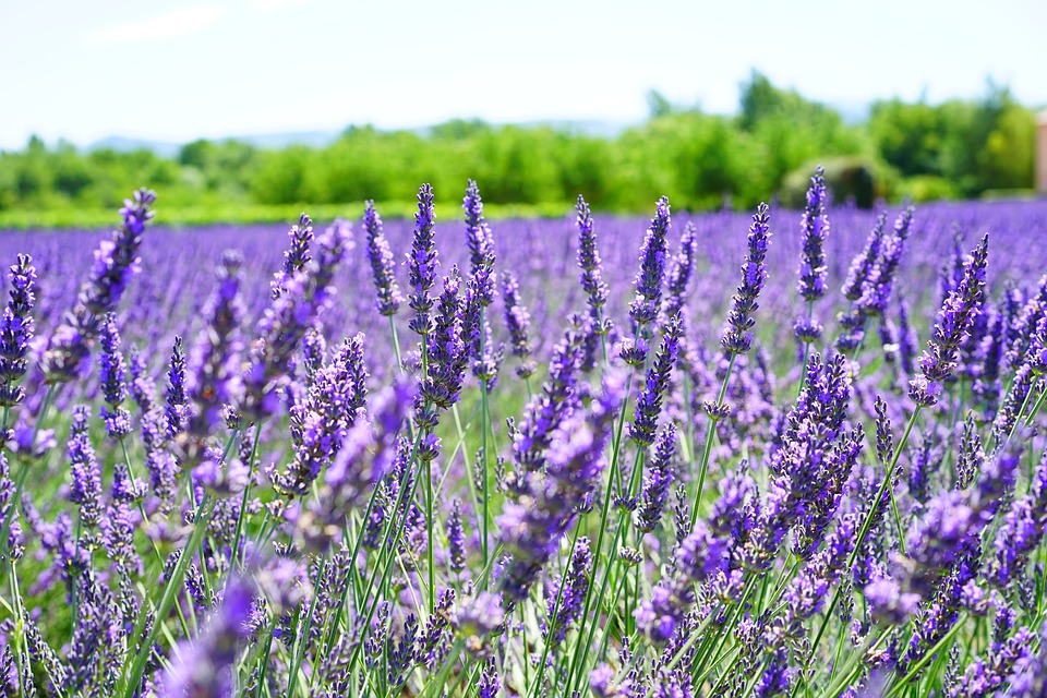 Tổng hợp những hình ảnh đẹp ý nghĩa về hoa oải hương [ Lavender ] 960x640