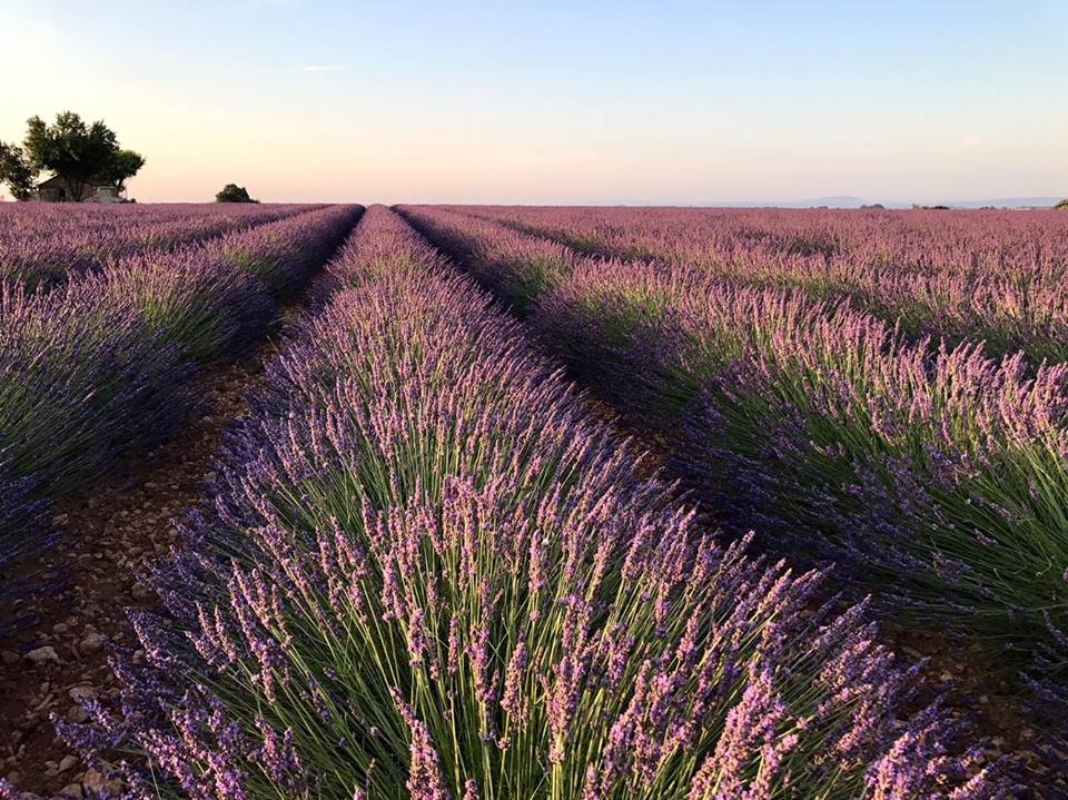 Tổng hợp những hình ảnh đẹp ý nghĩa về hoa oải hương [ Lavender ] 960x719