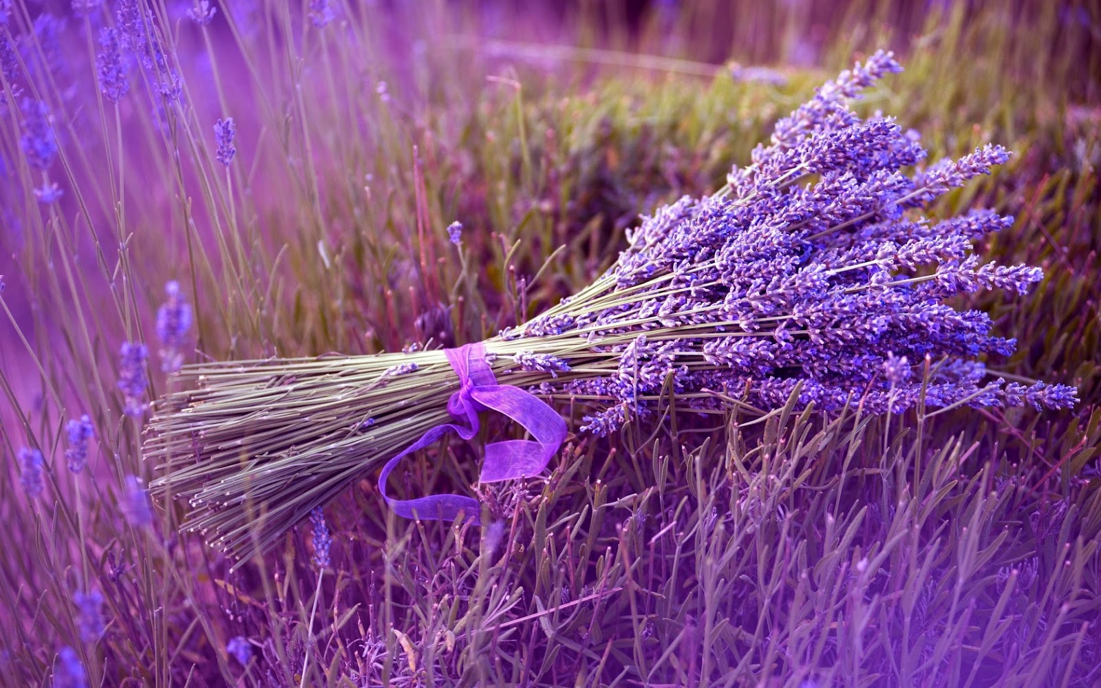 Tổng hợp những hình ảnh đẹp ý nghĩa về hoa oải hương [ Lavender ] 1600x1000