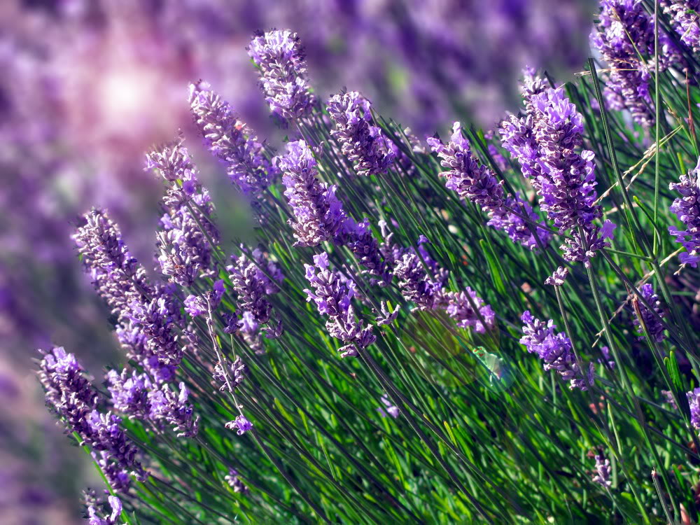 Tổng hợp những hình ảnh đẹp ý nghĩa về hoa oải hương [ Lavender ] 1000x750