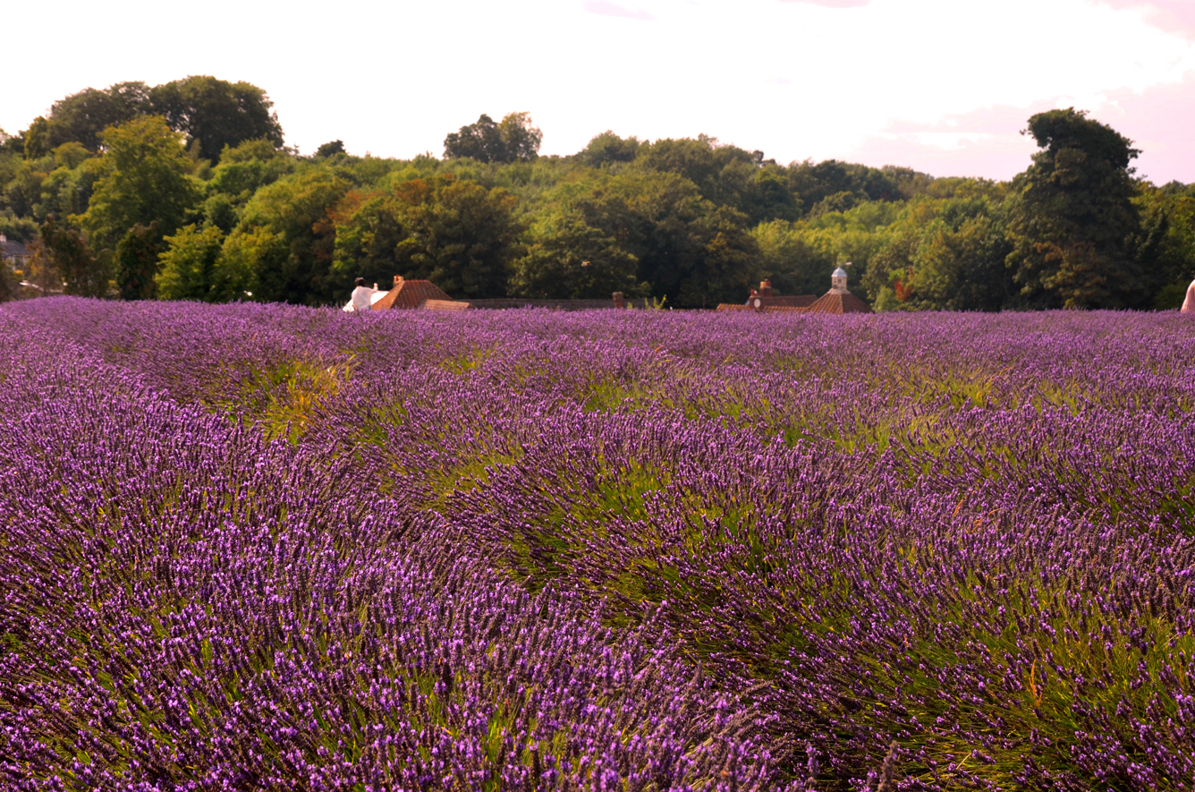 Tổng hợp những hình ảnh đẹp ý nghĩa về hoa oải hương [ Lavender ] 1336x885