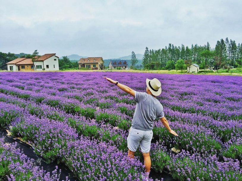 Tổng hợp những hình ảnh đẹp ý nghĩa về hoa oải hương [ Lavender ] 814x609