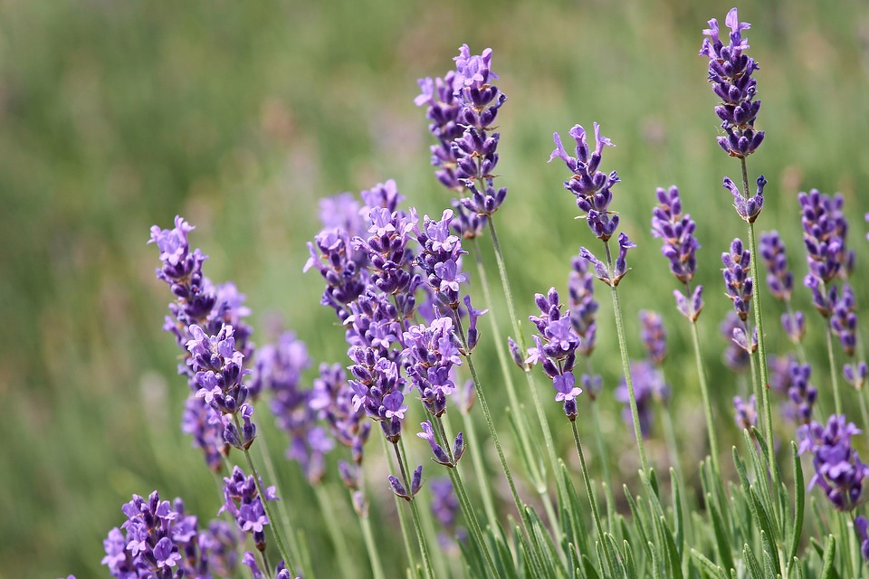 Tổng hợp những hình ảnh đẹp ý nghĩa về hoa oải hương [ Lavender ] 960x640