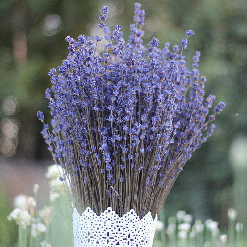 Tổng hợp những hình ảnh đẹp ý nghĩa về hoa oải hương [ Lavender ] 800x800