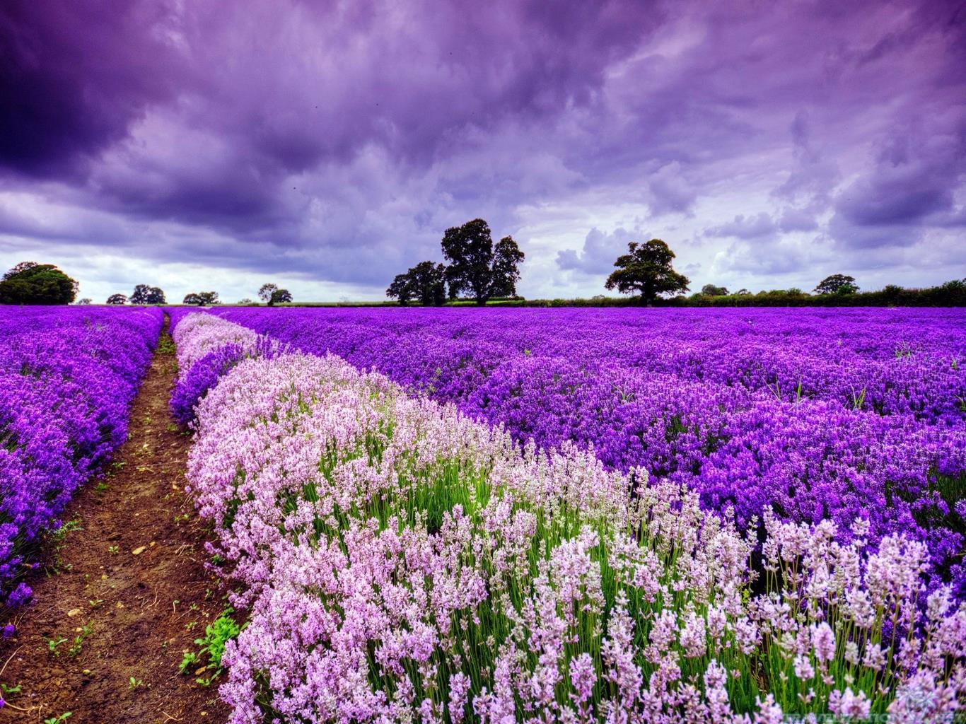 Tổng hợp những hình ảnh đẹp ý nghĩa về hoa oải hương [ Lavender ] 1366x1024