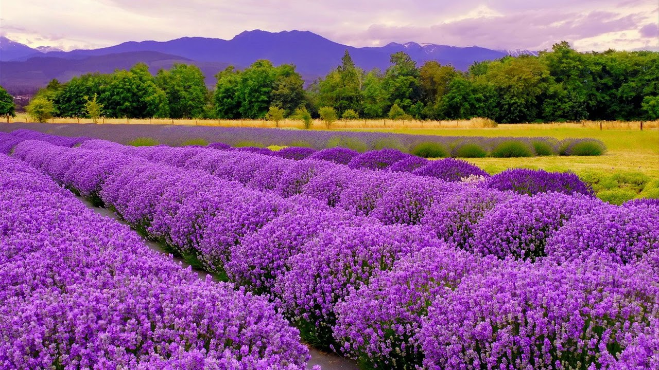 Tổng hợp những hình ảnh đẹp ý nghĩa về hoa oải hương [ Lavender ] 1280x720