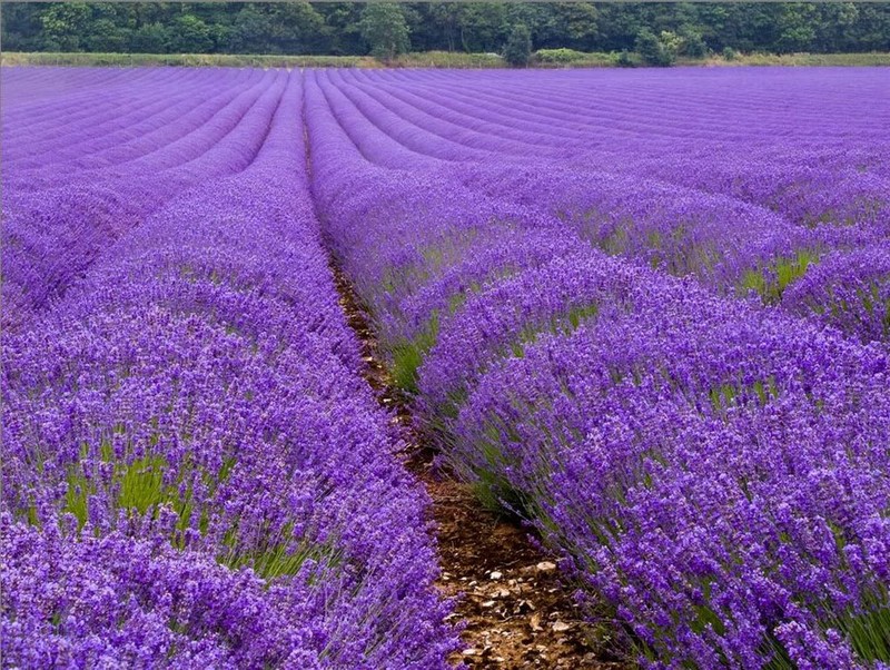 Tổng hợp những hình ảnh đẹp ý nghĩa về hoa oải hương [ Lavender ] 800x602