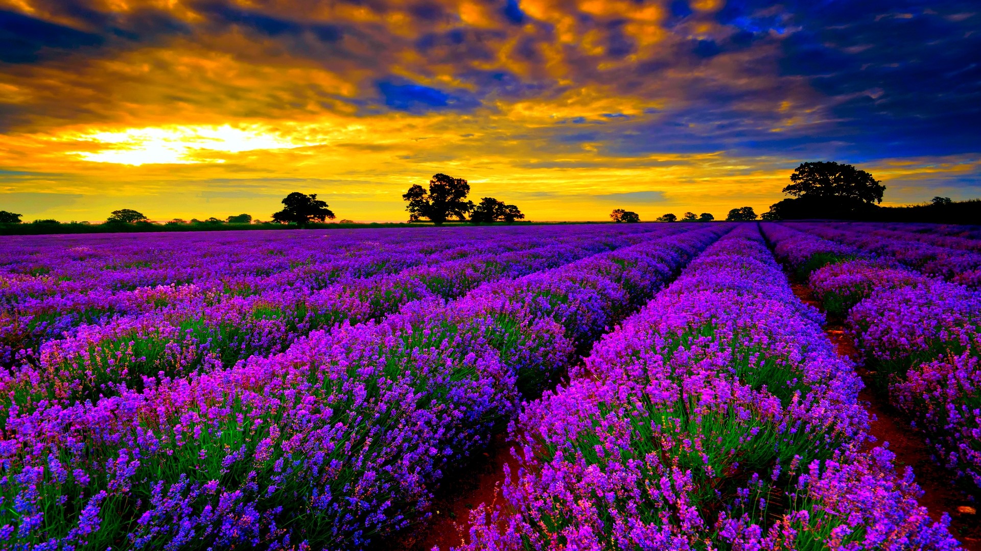 Tổng hợp những hình ảnh đẹp ý nghĩa về hoa oải hương [ Lavender ] 1920x1080