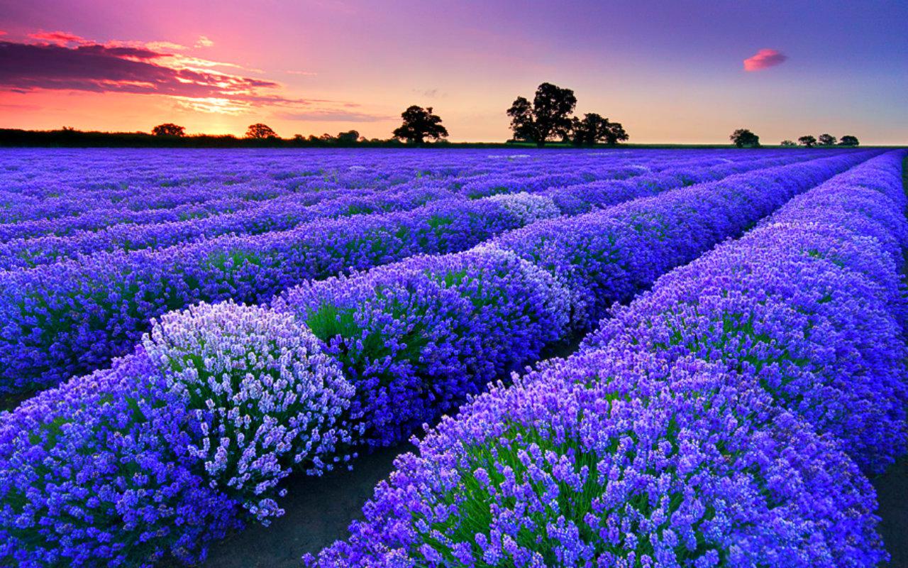 Tổng hợp những hình ảnh đẹp ý nghĩa về hoa oải hương [ Lavender ] 1280x800