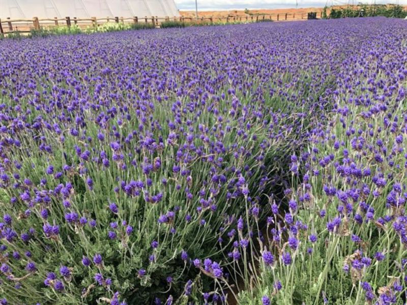 Tổng hợp những hình ảnh đẹp ý nghĩa về hoa oải hương [ Lavender ] 800x600