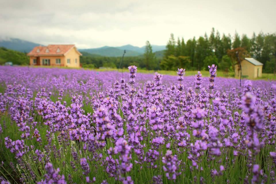 Tổng hợp những hình ảnh đẹp ý nghĩa về hoa oải hương [ Lavender ] 960x640