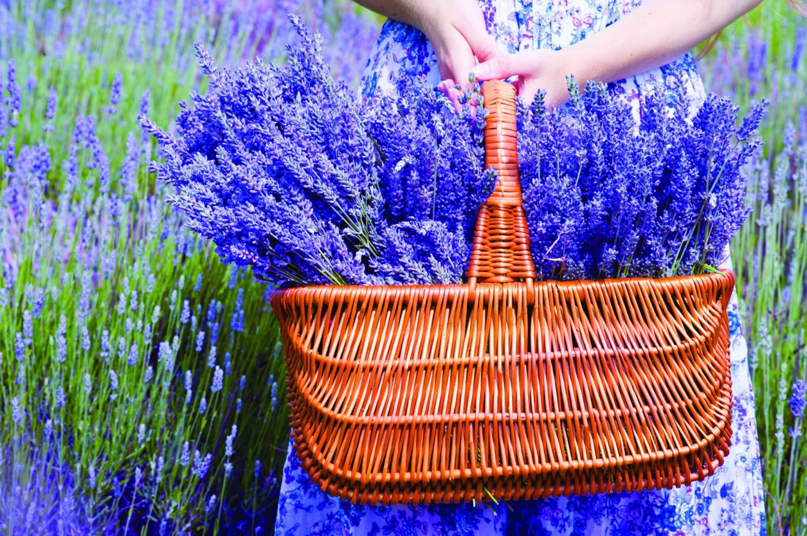 Tổng hợp những hình ảnh đẹp ý nghĩa về hoa oải hương [ Lavender ] 1600x1064