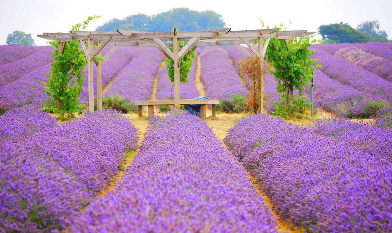 Tổng hợp những hình ảnh đẹp ý nghĩa về hoa oải hương [ Lavender ] 1336x794