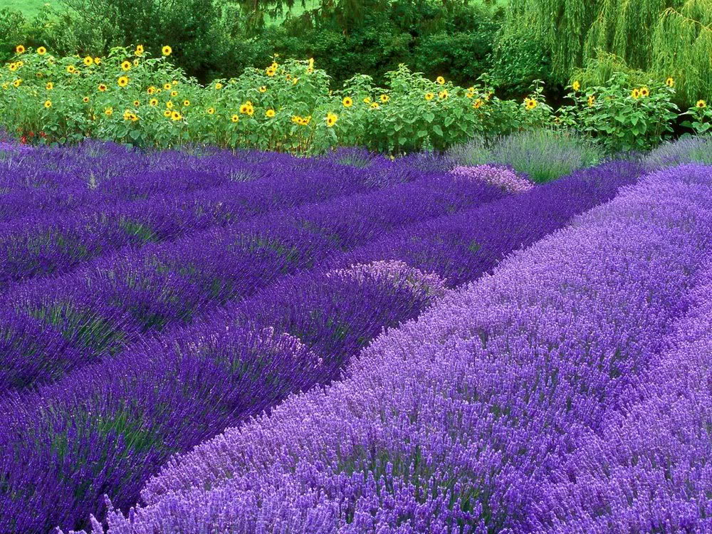 Tổng hợp những hình ảnh đẹp ý nghĩa về hoa oải hương [ Lavender ] 1000x750