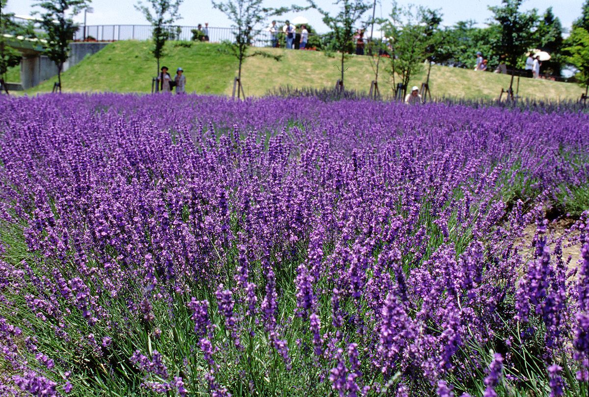 Tổng hợp những hình ảnh đẹp ý nghĩa về hoa oải hương [ Lavender ] 1200x810