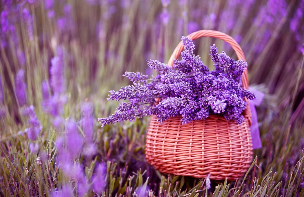 Tổng hợp những hình ảnh đẹp ý nghĩa về hoa oải hương [ Lavender ] 1000x650