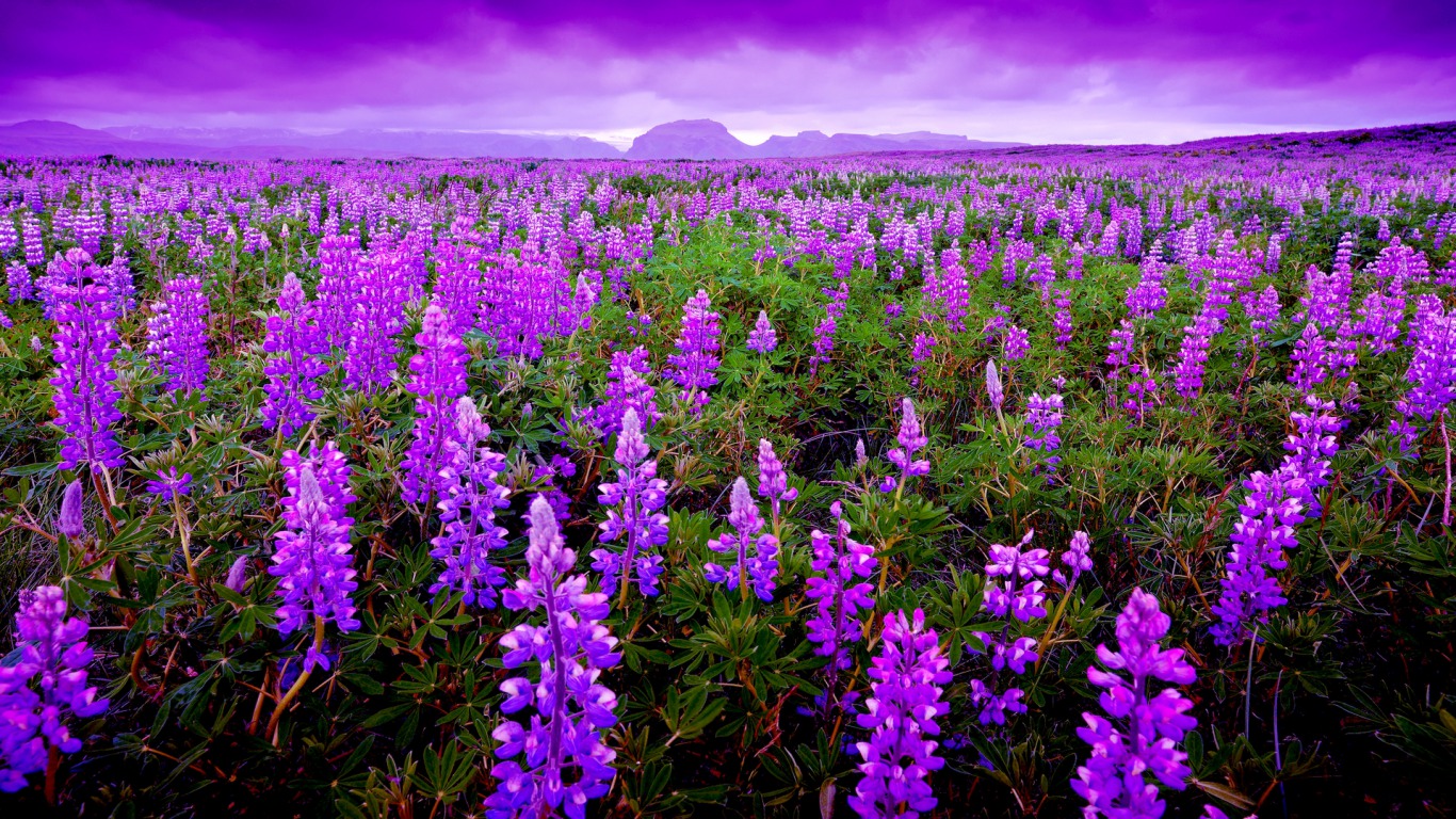 Tổng hợp những hình ảnh đẹp ý nghĩa về hoa oải hương [ Lavender ] 1366x768