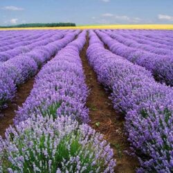 Tổng hợp những hình ảnh đẹp ý nghĩa về hoa oải hương [ Lavender ]