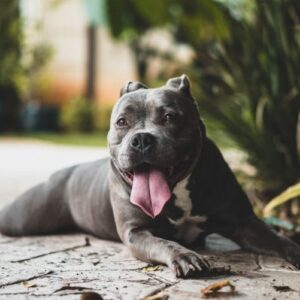 Tổng hợp hình ảnh chó Pitbull đẹp nhất – Giống chó hung dữ, hiếu chiến và khỏe mạnh nhất