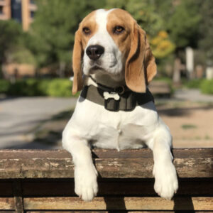 Tổng hợp hình ảnh chó Beagle – Giống chó săn thỏ nhanh nhẹn đáng nuôi